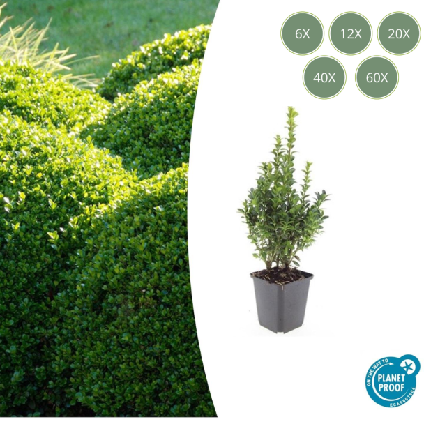 6 tot 60 Stuks 40x Buxus Sempervirens - de gewone buxus, winterharde haag  ↕10-25cm - Ø9cm