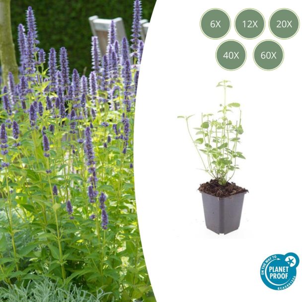 Agastache 'Black Adder' Tuinplanten – Sets van 6, 12, 20, 40 & 60 Stuks – Donkerpaarse Bloemen & Bijvriendelijk