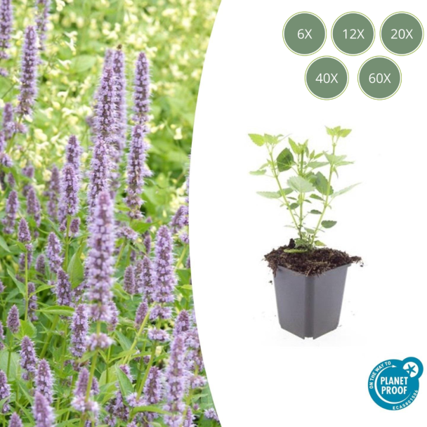 Agastache 'Blue Fortune' – Blauwe Dropplant | Geurige Vaste Plant | Verkrijgbaar in 6, 12, 20, 40 & 60 stuks