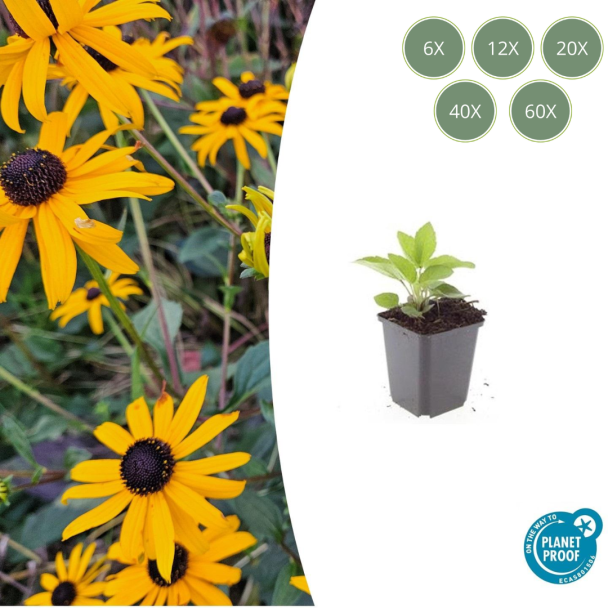Rudbeckia fulgida 'Goldsturm' kopen – Gele bloeiende tuinplant 6 tot 60 stuks | Zonnehoed onderhoudsvriendelijk