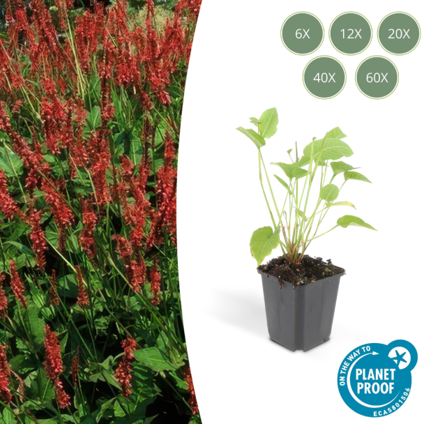 6 tot 60x Persicaria amplexicaulis – Rode duizendknoop – Sterke vaste plant – Pluimvormige bloei juli-september – Ø9 cm pot