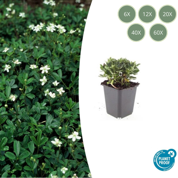 6 tot 60 stuks Ganzerik - Potentilla tridentata 'Nuuk' - ca. 10 cm hoog - Groenblijvend