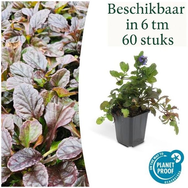 6 tot 60 x kruipend zenegroen - Ajuga reptans - ↕10-25cm - Ø9cm - ideale bodembedekker