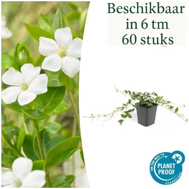 60 Stuks Maagdenpalm / Vinca minor Alba, Stervormige Witte Bloemen, Wintergroen,   - ↕10-25cm - Ø9cm