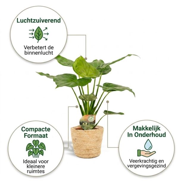 Alocasia Cucullata voordelen