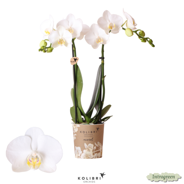 2 stuks Witte Vlinderpracht: Orchidee Amabilis,  Ø9cm Pot, Vlinderorchidee, 35 cm hoog