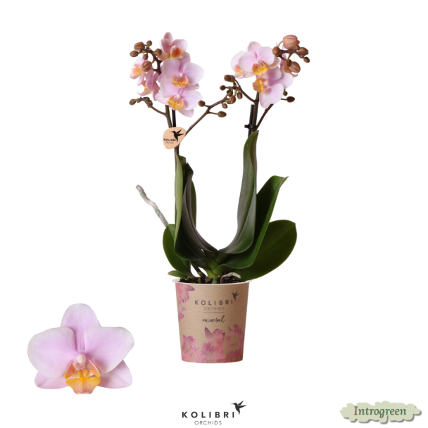 Verrassingsbox met 2 Schitterende Vlinderorchidee van Dezelfde Kleur, Ø9cm