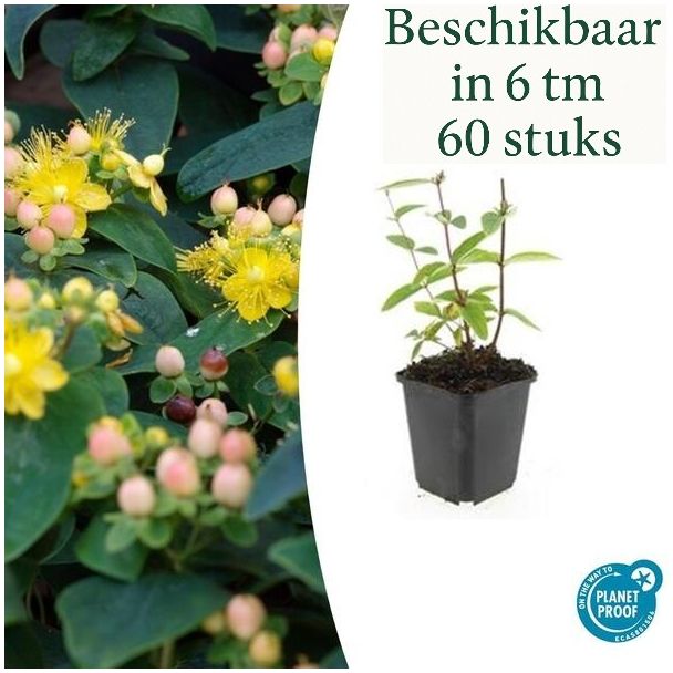 6 tot 60 Stuks Johanneskruid / Hypericum inodorum 'Annebel', Hertshooi, Gele Bloemen en Sierlijke Bessen ↕10-25cm - Ø9cm