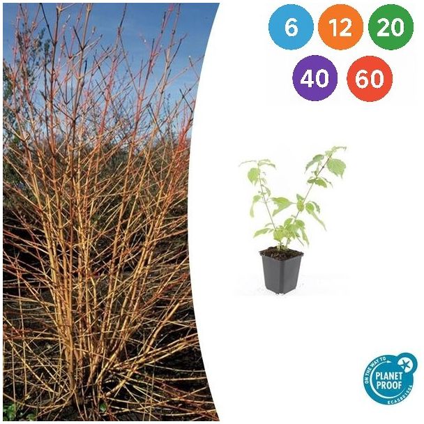 Cornus sanguinea 'Anny's Winter Orange' – Rode kornoelje met feloranje takken
