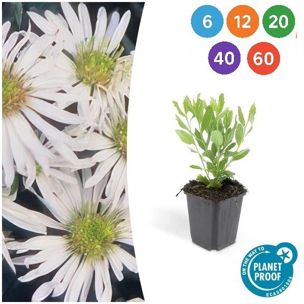 Aster ageratoides 'Ashvi' – Witte tuinplanten in Ø9 cm pot (6, 12, 20, 40 of 60 stuks)