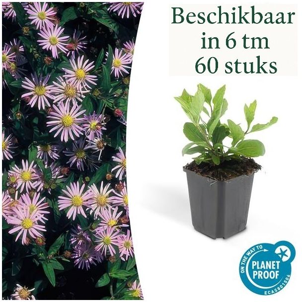 Aster ageratoides 'Asran' – Herfstaster met lichtblauwe bloemen (sets van 6 t/m 60 stuks)
