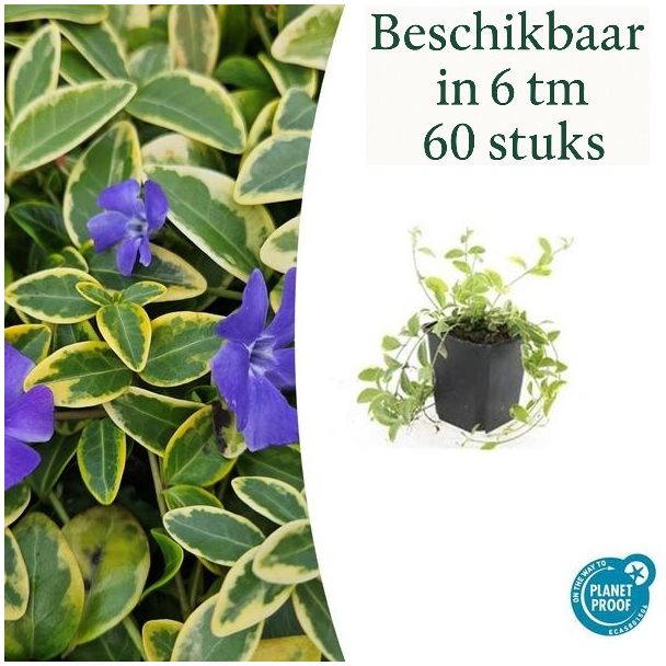 6 tot 60 Stuks MaagdenPalm /  Vinca minor 'Aureovariegata' Blad met GoudGele Rand, Paarse Bloemen  - ↕10-25cm - Ø9cm