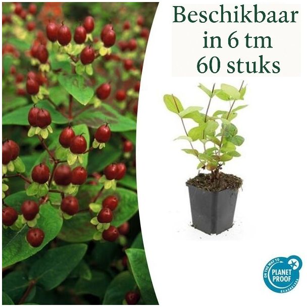 6 tot 60 Stuks Johanneskruid Beauty, Hertshooi - Hypericum inodorum Gele Bloemen en Sierlijke Bessen   ↕10-25cm - Ø9cm