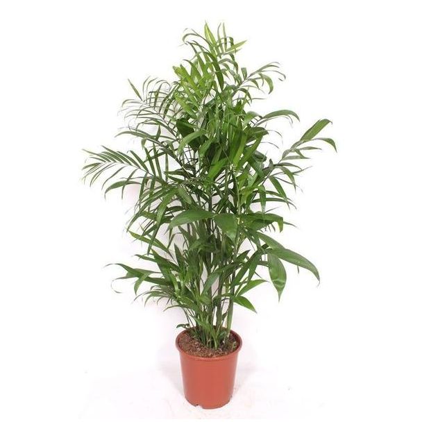 Bergpalm 2