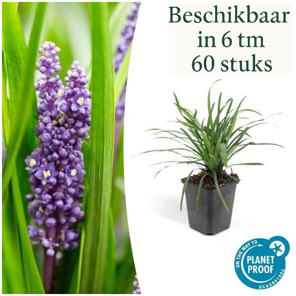 6 tot 60 stuks Leliegras Liriope muscari 'Big Blue', frisse bodembedekker