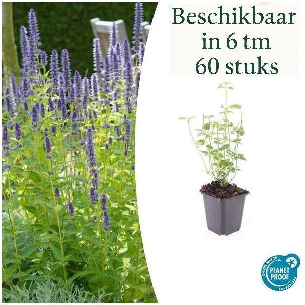Agastache 'Black Adder' Tuinplanten – Sets van 6, 12, 20, 40 & 60 Stuks – Donkerpaarse Bloemen & Bijvriendelijk