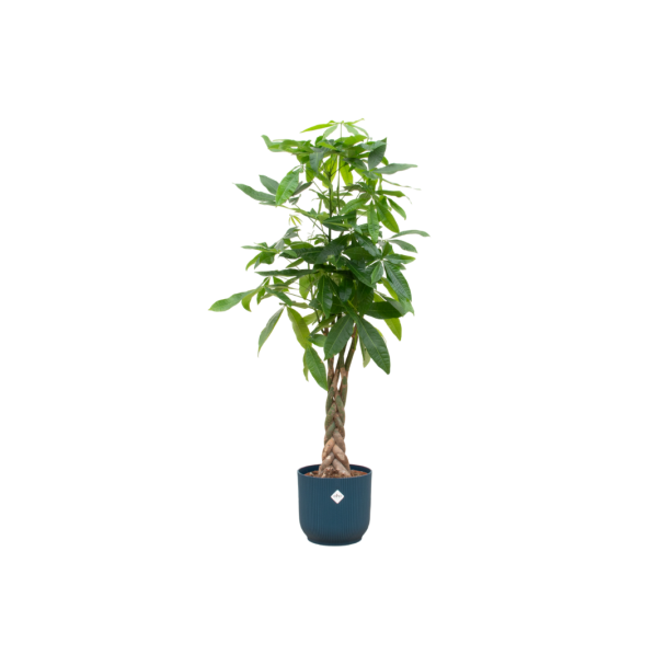 pachira-aquatica-met-vibes-fold-round-blauw
