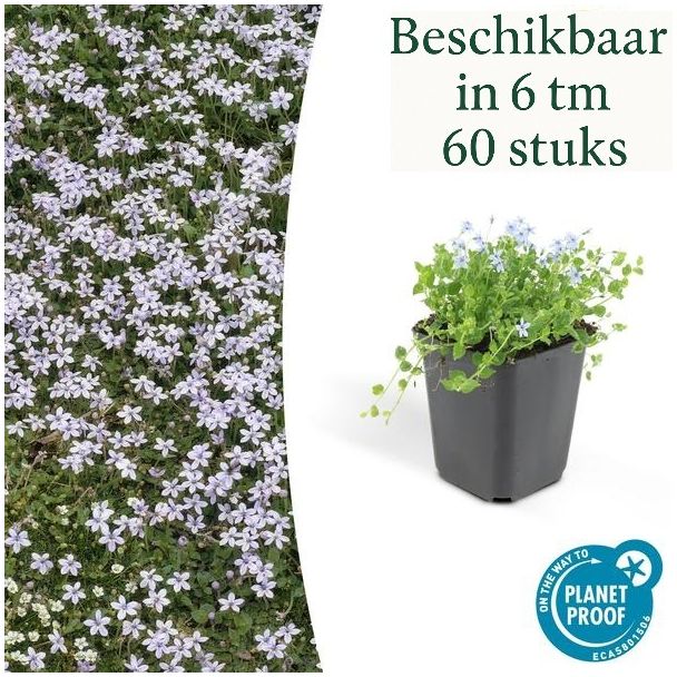 6 - 60 x Blue Star Creeper, Blauwe grondkruiper, Moeras isotoom (Isotoma fluviatilis), lage buitenplant