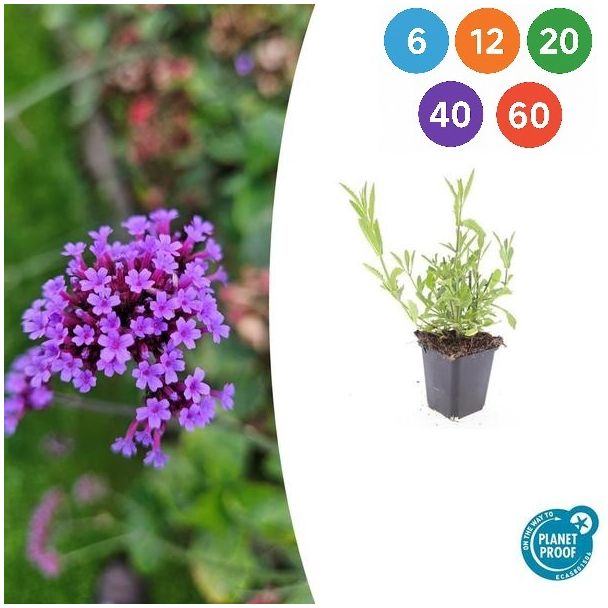 Verbena bonariensis – Luchtige paarse tuinplant – Stijf IJzerhard (6-60 stuks)