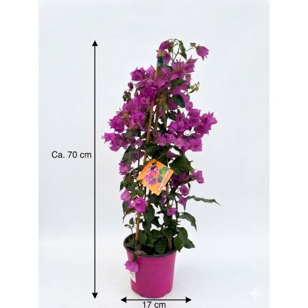 Bougainvillea klimplant ca. 70 cm