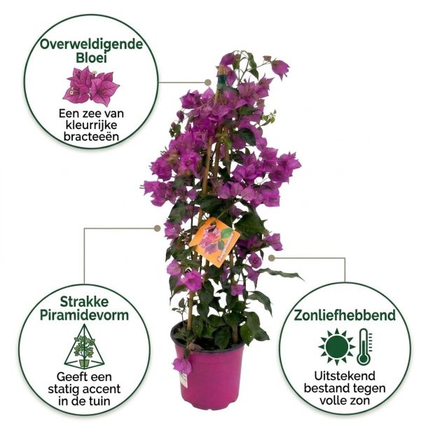 Bougainvillea klimplant voordelen
