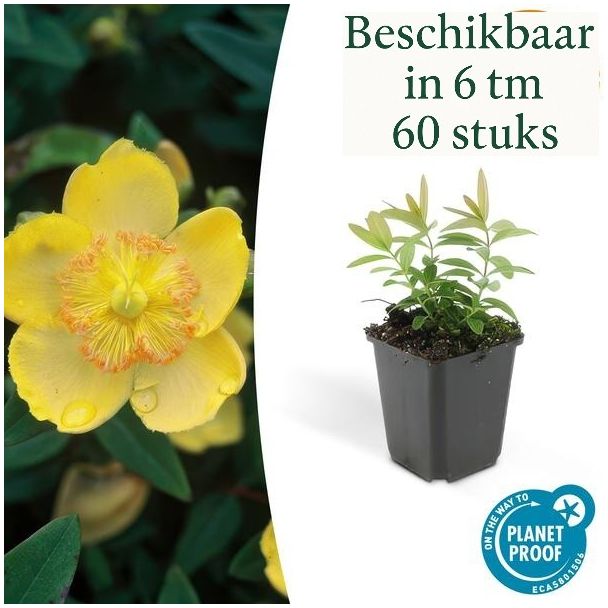 6 tot 60 Stuks Grote Hertshooi / Hypericum Calycinum, Aantrekkelijke Bodembedekker, - ↕10-25cm - Ø9cm