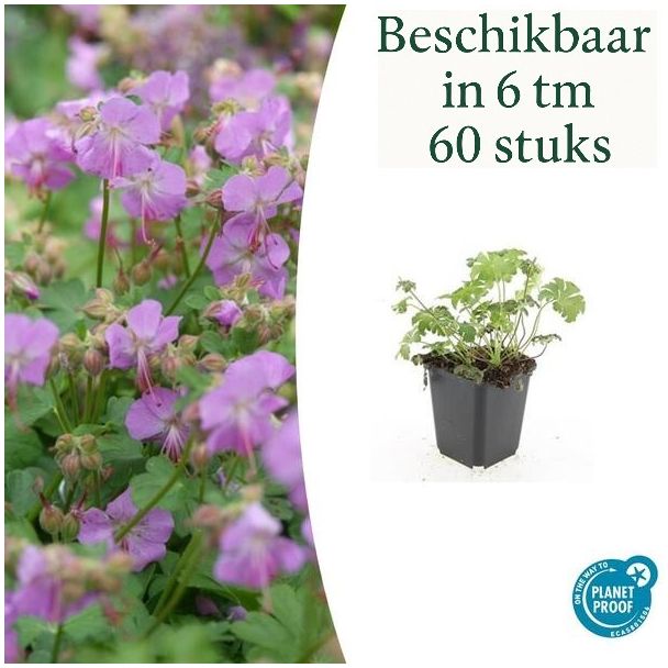 6x Geranium cantabrigiense Cambridge  Ooievaarsbek, Tuinplanten met Prachtige Rose Bloemen, Winterharde planten ↕10-25cm - Ø9cm