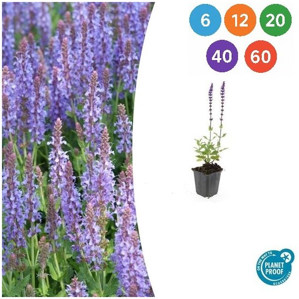Salvia nemorosa 'Caradonna' – Dieppaarse, winterharde vaste plant (10-25 cm) - 6 t/m 60 stuks