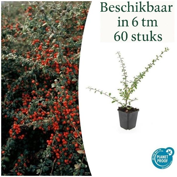6 tot 60 Stuk Dwergmispels / Cotoneaster suecicus 'Coral Beauty', Witte Bloementjes, Oranje/Rode Besjes in het Najaar   - ↕10-25cm - Ø9cm