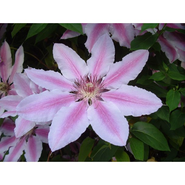 Close-up van bloem van Clematis 'Nelly Moser' met roze streep

