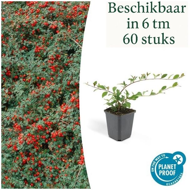 6 tot 60 Stuks Dwergmipel / Cotoneaster dammeri , Veelzijdige Bodembedekker, Witte Bloementjes, Rode Besjes in het Najaar - ↕10-25cm - Ø9cm