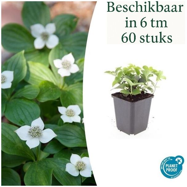 6 tot 60x Canadese kornoelje Cornus canadensis - ↕10-25cm - Ø9cm prachtige bodembedekker