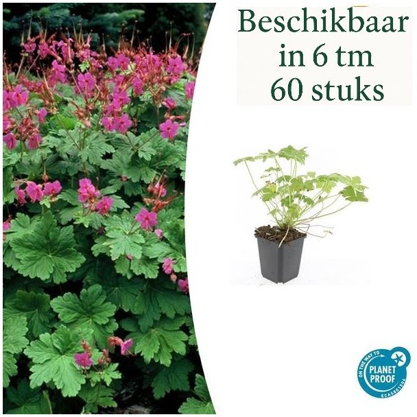 6 tot 60 Stuks Ooievaarsbek / Geranium macrorrhizum Czakor, Helder Rose Bloemen, Winterhard - ↕10-25cm - Ø9cm