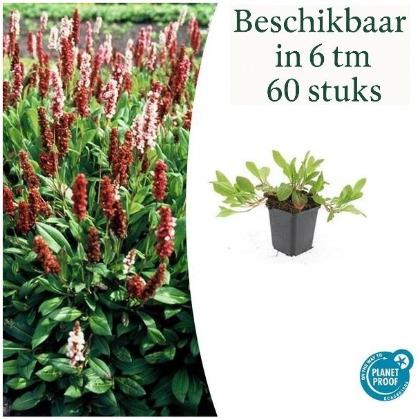 6 t/m 60 stuks Duizendknoop 'Darjeeling Red' – Persicaria affinis – Winterharde Bodembedekker Rood-Roze