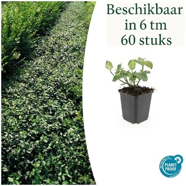6 tot 60 stuks Kardinaalsmuts / Euonymus fortunei`Dart`s Blanket`, Sterke Winterharde Bodembedekker - ↕10-25cm - Ø9cm