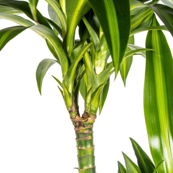 Dracaena Deremensis Hawaiian Sunshine kamerplant diverse hoogtes
