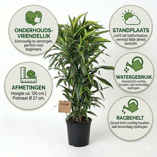 Drakenplant met specificaties