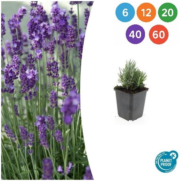 Lavandula angustifolia ‘Dwarf Blue’ – Echte Dwerglavendel | 6 t/ 60 stuks | Compacte, geurige lavendelplant voor border, pot en haag