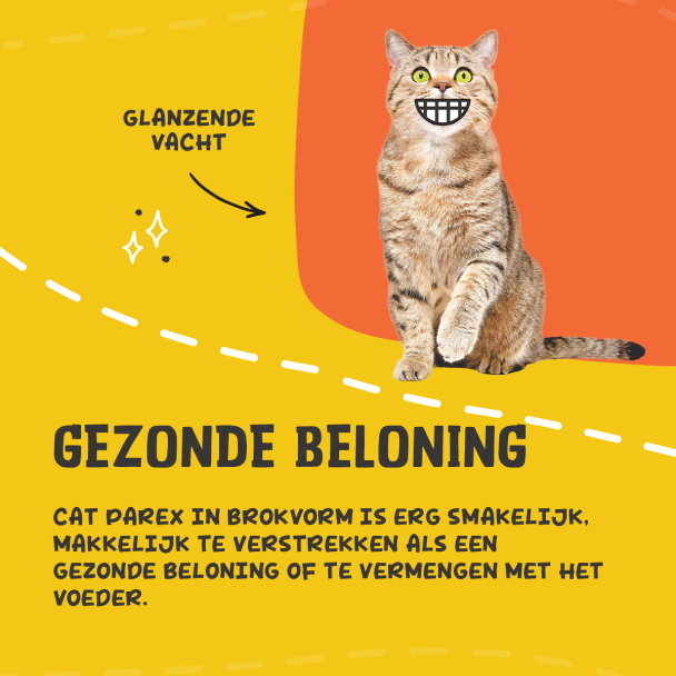 Beeld
