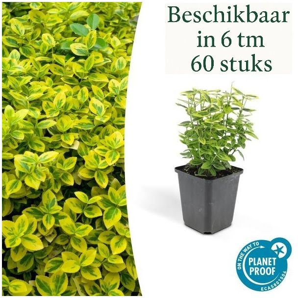 Euonymus fortunei 'Emerald 'n Gold' – Groenblijvende kardinaalsmuts met bont blad (sets van 6 t/m 60)