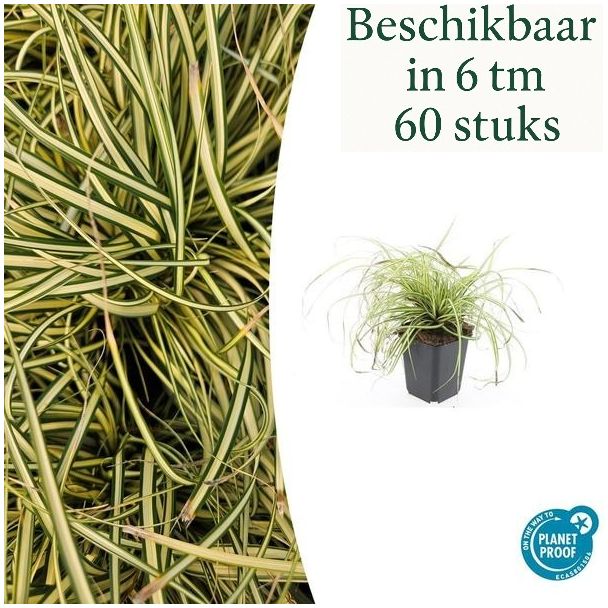 6 tot 60 Stuks Japanse Zegge / SchaduwZegge Evergold, Groen met GoudGele Middenstreep, Carex oshimensis Evergold   - ↕10-25cm - Ø9cm