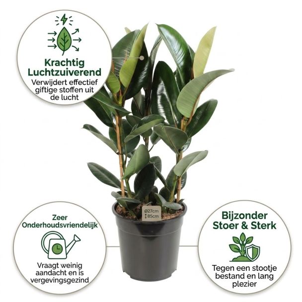 Rubberboom voordelen