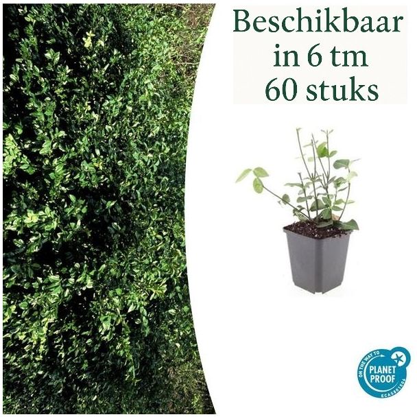 6  tot 60 stuks Kardinaalmuts / Euonymus fortunei 'Coloratus' - ↕10-25cm - Ø9cm