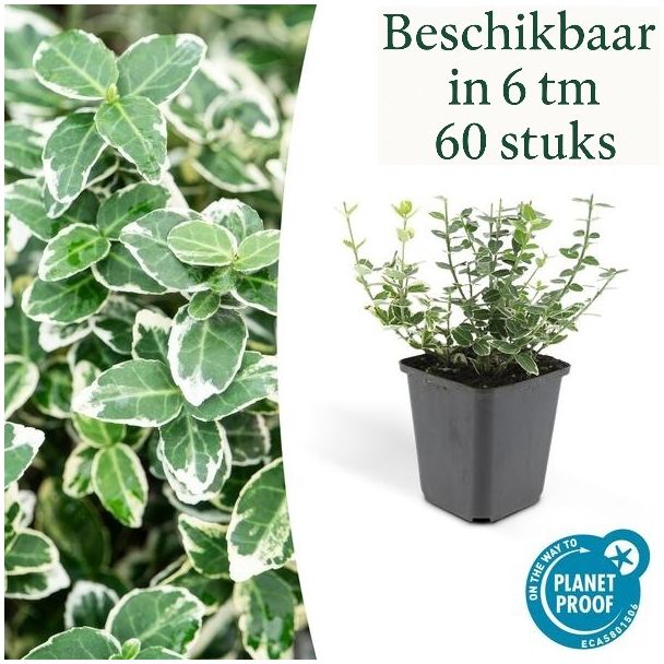 6 tot 60 Stuks Euonymus fortunei 'Emerald Gaiety' – Japanse Kardinaalsmuts – Groenblijvende sierstruik – Ø9 cm pot – ca. 10–15 cm hoog