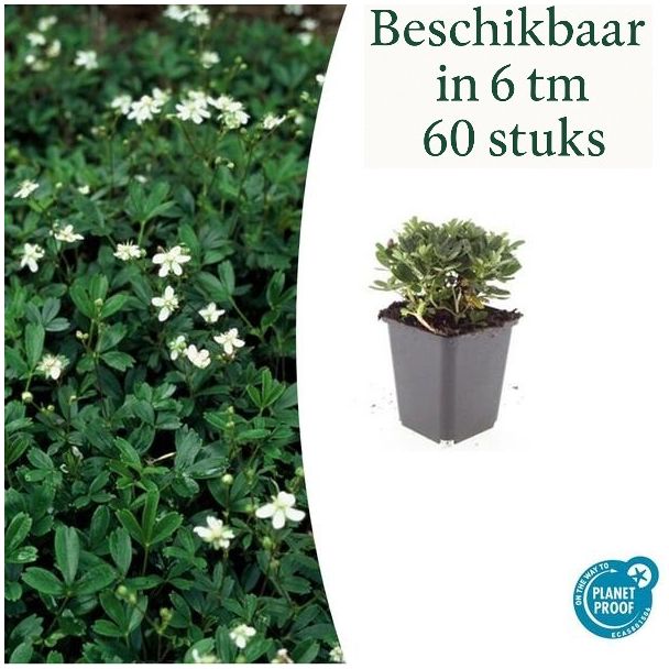 6 tot 60 stuks Ganzerik - Potentilla tridentata 'Nuuk' - ca. 10 cm hoog - Groenblijvend
