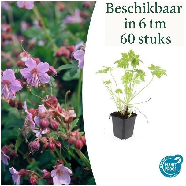6 tot 60 Stuks Ooievaarsbek /  Geranium macrorrhizum, Lila, Blauw, Rose Bloemen,Winterhard - ↕10-25cm - Ø9cm