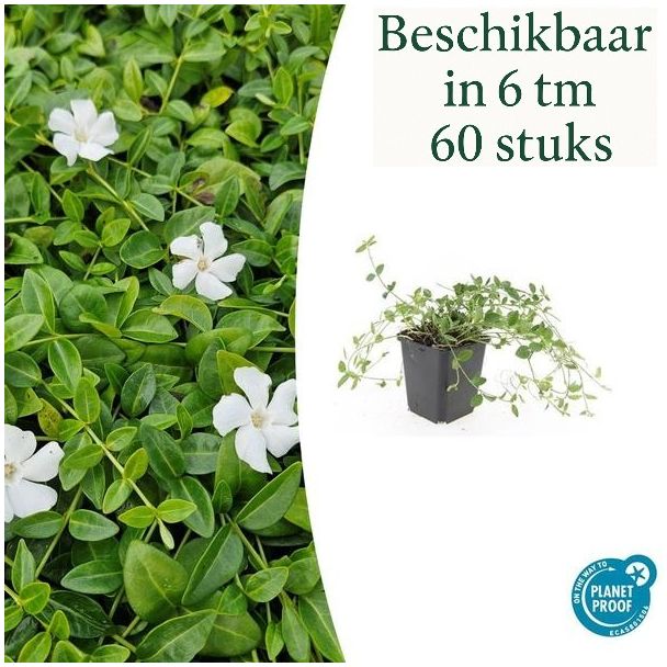 6 tot 60 Stuks Maagdenpalm / Vinca minor 'Gertrude Jekyll', Mooi Witte Bloemen - ↕10-25cm - Ø9cm