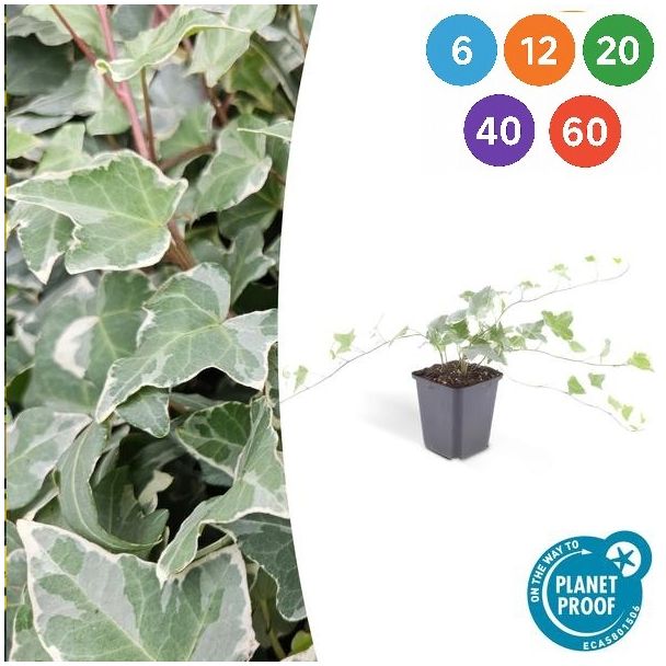 Hedera helix 'Glacier' – Bonte Klimop | Set van 6 t/m 60 stuks | Wintergroen & Snelgroeiend