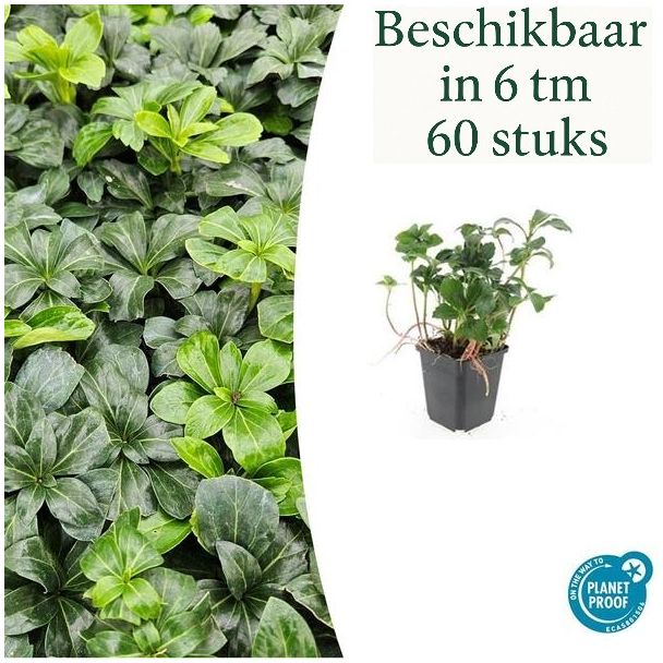 6 tot 60 x Pachysandra terminalis 'Green Sheen' / Schaduwkruid / Dikkemanskruid - Borderplanten / Bodembedekkers  ↕10-25cm
