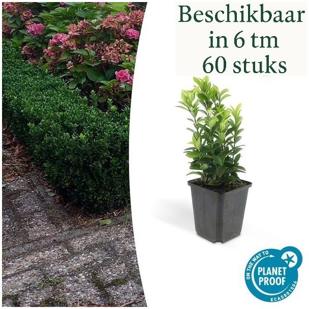 6 tot 60 stuks Japanse Kardinaalsmuts 'Green Spire' – Euonymus – Haagplant – Wintergroen – Ø9cm – ↕15cm